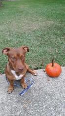 Medium Photo #1 Basset Hound-Unknown Mix Puppy For Sale in Tallahassee, FL, USA