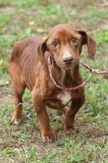 Basschshund Dogs for adoption in Johnson City, TN, USA