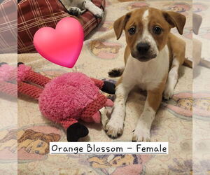 Border Collie-Catahoula Leopard Dog Mix Dogs for adoption in Iroquois, IL, USA