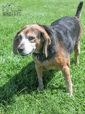 Beagle Dogs for adoption in Troy, IL, USA