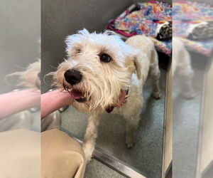 Miniature Schnauzer-Unknown Mix Dogs for adoption in Lee's Summit, MO, USA