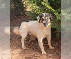Australian Shepherd-Chinese Shar-Pei Mix Dogs for adoption in Greenville, SC, USA