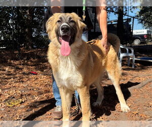 Medium Photo #1 Great Pyrenees-Unknown Mix Puppy For Sale in Santa Rosa, CA, USA