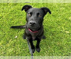 Labrador Retriever Dogs for adoption in Martinez, CA, USA