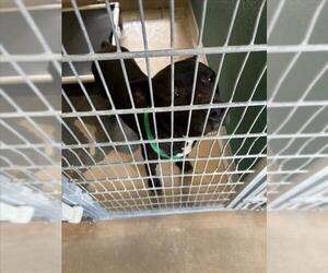 Labrador Retriever-Unknown Mix Dogs for adoption in Texas City, TX, USA