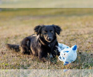 Mutt Dogs for adoption in McKinney, TX, USA