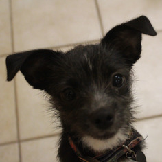 Medium Photo #1 ShiChi Puppy For Sale in Waco, TX, USA