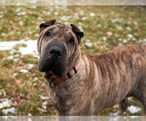 Chinese Shar-Pei Dogs for adoption in Princeton, MN, USA
