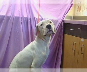 Dogo Argentino Dogs for adoption in Sacramento, CA, USA