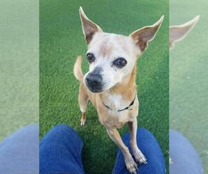 Chihuahua Dogs for adoption in Camarillo, CA, USA