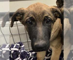 German Shepherd Dog-Unknown Mix Dogs for adoption in HESPERIA, CA, USA