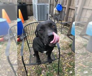 Labrador Retriever-Unknown Mix Dogs for adoption in Miami, FL, USA