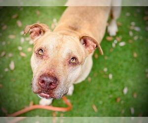 American Pit Bull Terrier Dogs for adoption in Orlando, FL, USA
