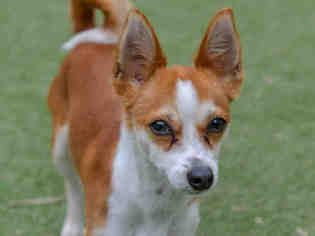 Chihuahua Dogs for adoption in Ojai, CA, USA