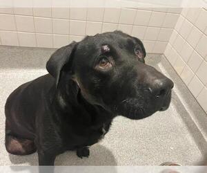 Medium Photo #2 Labrador Retriever Puppy For Sale in Orange, CA, USA