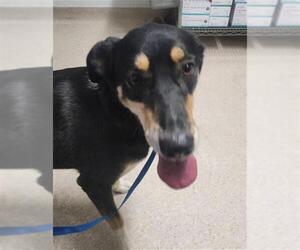 Siberian Husky Dogs for adoption in Bakersfield, CA, USA