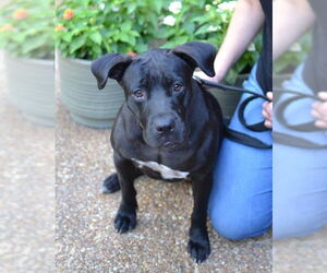 Mutt Dogs for adoption in Germanton, TN, USA