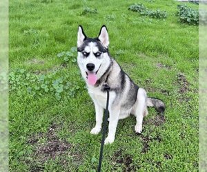 Siberian Husky Dogs for adoption in Fremont, CA, USA