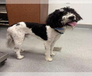 Poodle (Miniature)-Unknown Mix Dogs for adoption in Rancho Cucamonga, CA, USA