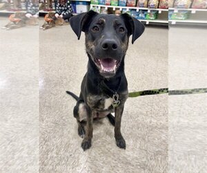 Mutt Dogs for adoption in Minneapolis, MN, USA