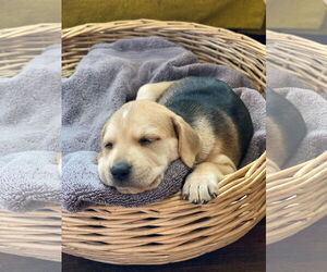Retriever -Unknown Mix Dogs for adoption in Holly Springs, NC, USA