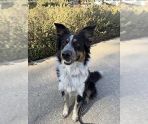 Mutt Dogs for adoption in Santa Maria, CA, USA
