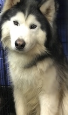 Alaskan Malamute Dogs for adoption in Akron, OH, USA