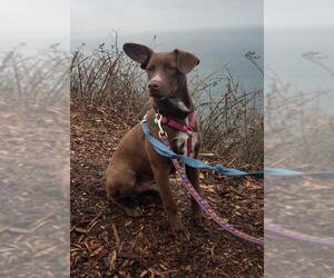 Mutt Dogs for adoption in Bellevue, WA, USA