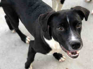 Sheprador Dogs for adoption in Tulsa, OK, USA
