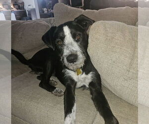 Mutt Dogs for adoption in Sandy, UT, USA