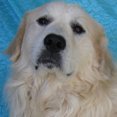 Great Pyrenees Dogs for adoption in Cuba, NY, USA