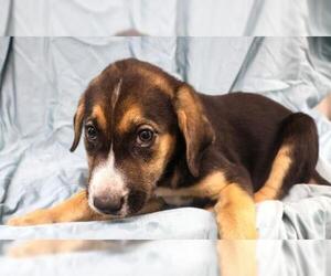 Mutt Dogs for adoption in Thief River Falls, MN, USA