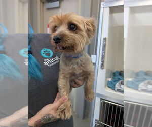 Mutt Dogs for adoption in Las Vegas, NV, USA