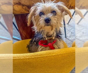 Chihuahua-Unknown Mix Dogs for adoption in San Diego, CA, USA