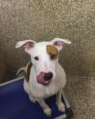 Small Jack Russell Terrier Mix