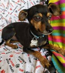 Doxie-Pin Dogs for adoption in phoenix, AZ, USA