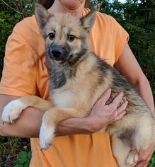 Alaskan Husky-Pomeranian Mix Dogs for adoption in Commerce, GA, USA