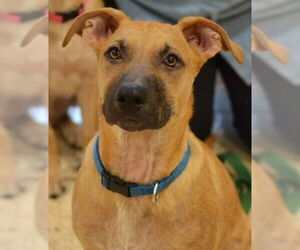 Mutt Dogs for adoption in Germanton, TN, USA