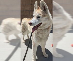 Siberian Husky Dogs for adoption in Salinas, CA, USA