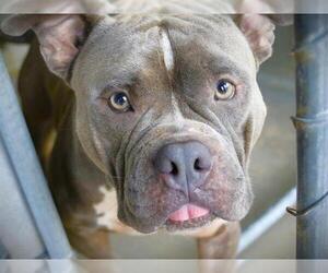 American Pit Bull Terrier Dogs for adoption in Tallahassee, FL, USA