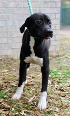 Small American Pit Bull Terrier-Labrador Retriever Mix