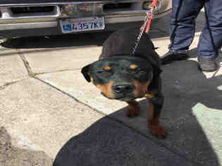 Rottweiler Dogs for adoption in Martinez, CA, USA