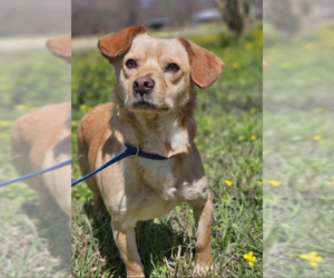Pekehund Dogs for adoption in Cranston, RI, USA