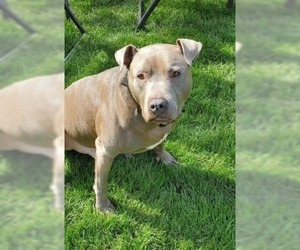 American Pit Bull Terrier Dogs for adoption in Battle Ground, WA, USA