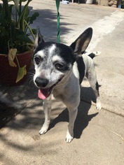 Rat Terrier Dogs for adoption in Newport Beach, CA, USA