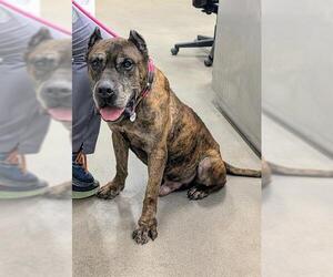 Presa Canario Dogs for adoption in Forestville, MD, USA