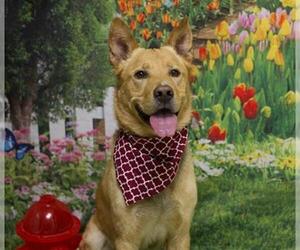 Shepradors Dogs for adoption in Placerville, CA, USA