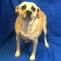Puggle Dogs for adoption in Show Low, AZ, USA