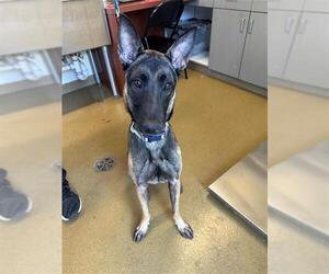 Mutt Dogs for adoption in San Antonio, TX, USA