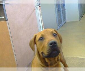 Fila Brasileiro Dogs for adoption in Sacramento, CA, USA